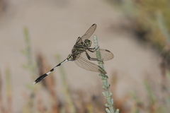 Orthetrum sabina