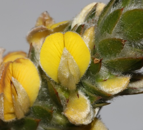 Image of Rod Capegorse by (c) Brian du Preez, some rights reserved (CC BY-SA)