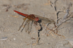 Crocothemis servilia