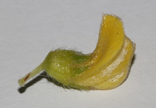 Image of Rod Capegorse by (c) Brian du Preez, some rights reserved (CC BY-SA)