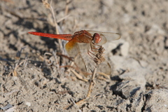 Crocothemis servilia