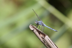Orthetrum chrysostigma
