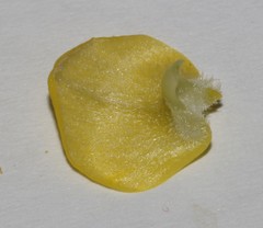 Aspalathus burchelliana