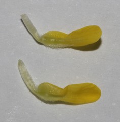 Aspalathus burchelliana