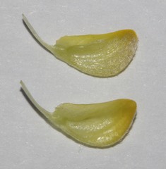 Aspalathus burchelliana