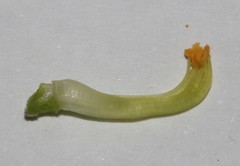 Aspalathus burchelliana