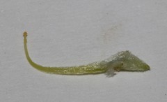 Aspalathus burchelliana