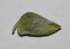 Aspalathus burchelliana