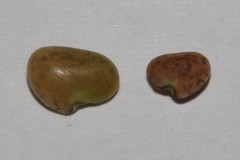 Aspalathus burchelliana