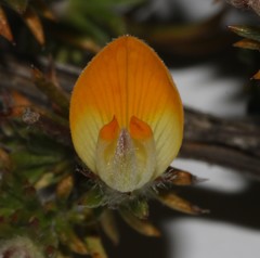 Aspalathus stenophylla