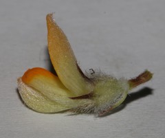 Aspalathus stenophylla