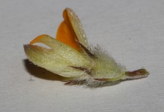 Aspalathus stenophylla