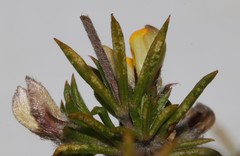 Aspalathus stenophylla