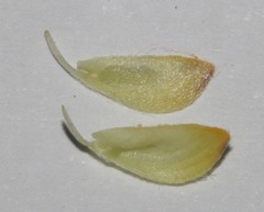 Aspalathus stenophylla