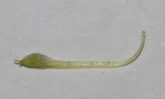 Aspalathus stenophylla