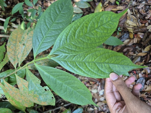 Gynotroches axillaris observed 2025-08-25