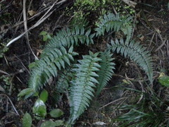 Polystichum wawranum