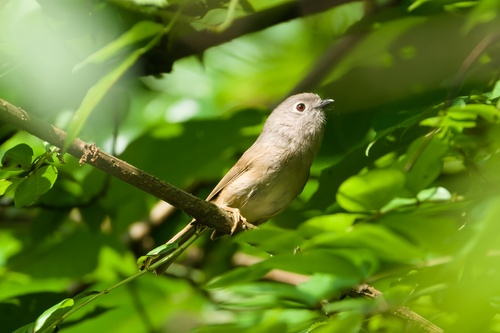 David's Fulvetta (Alcippe davidi), photo 10