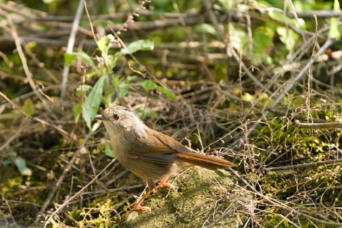 Dusky Fulvetta (Schoeniparus brunneus), photo 3