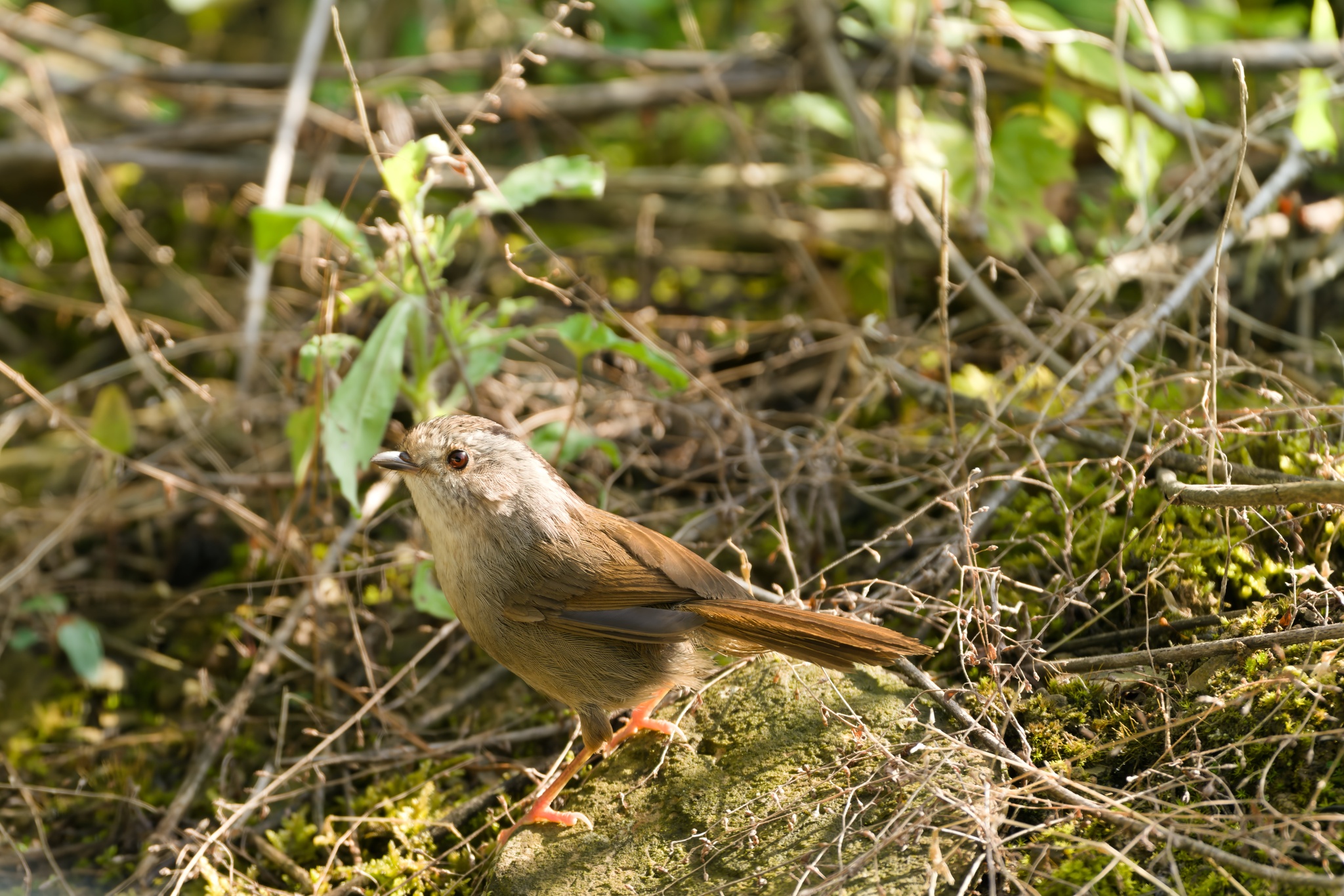 Dusky Fulvetta