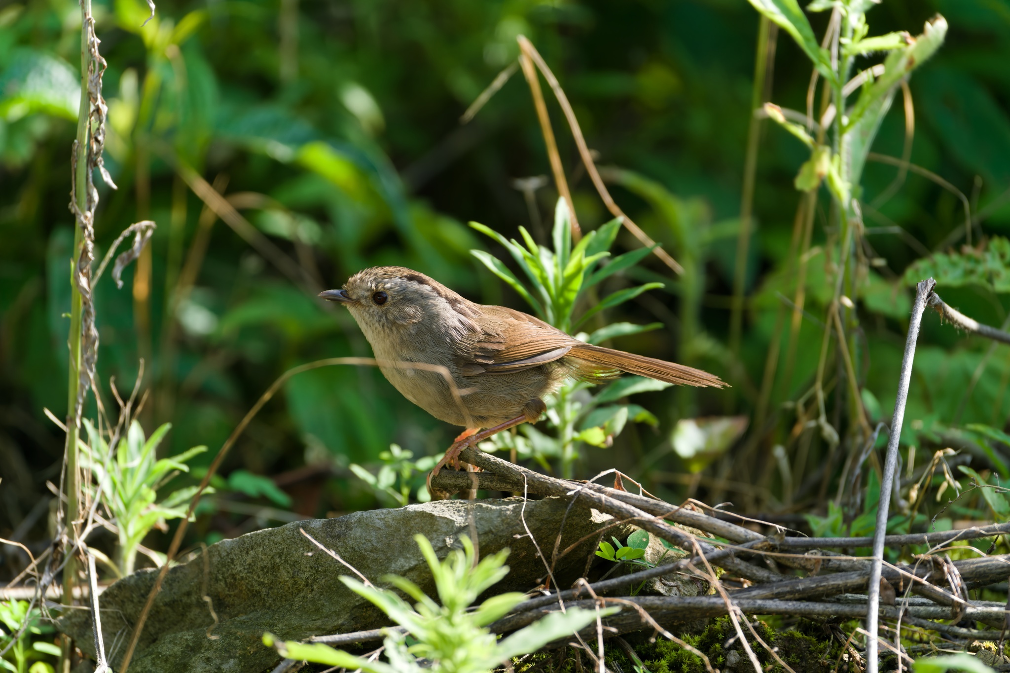 Dusky Fulvetta