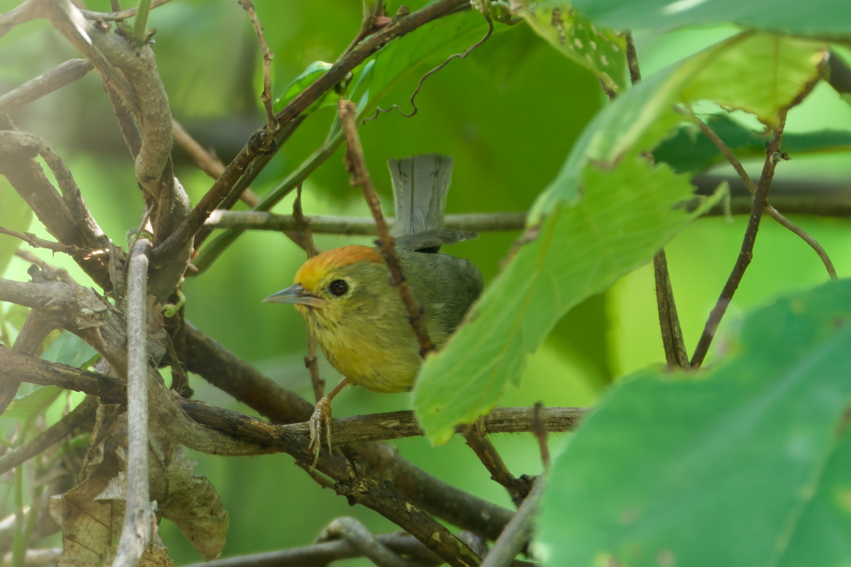 Rufous-capped Babbler
