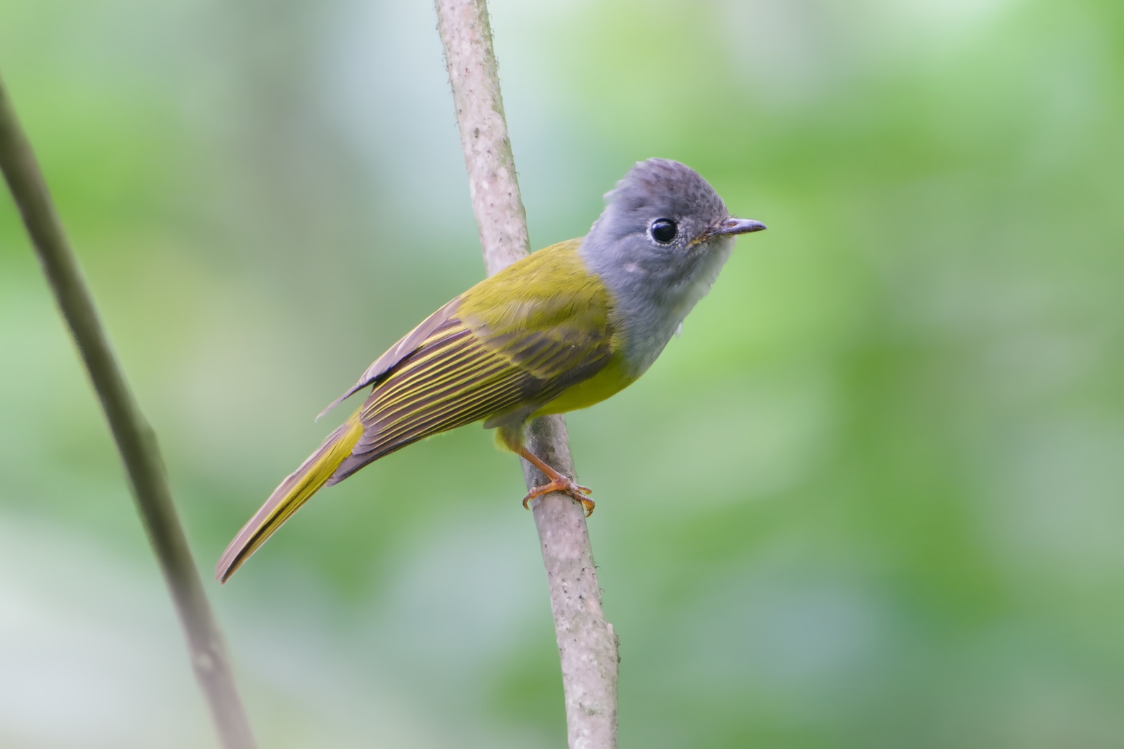 Grey-headed Canary-flycatcher