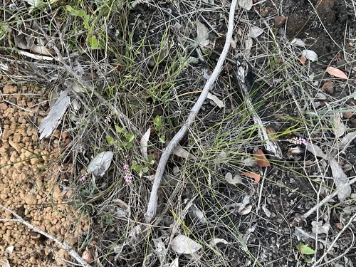 Grevillea leptobotrys, photograph 6