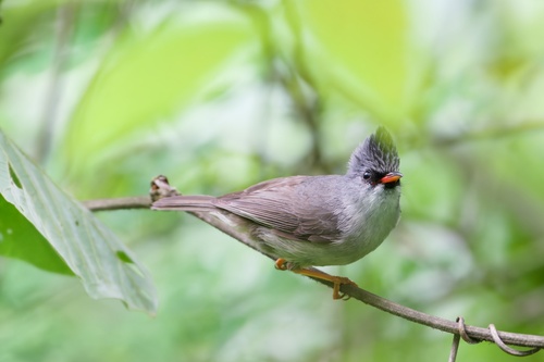 Black-chinned Yuhina (Yuhina nigrimenta), photo 3