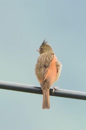 Crested Bunting
