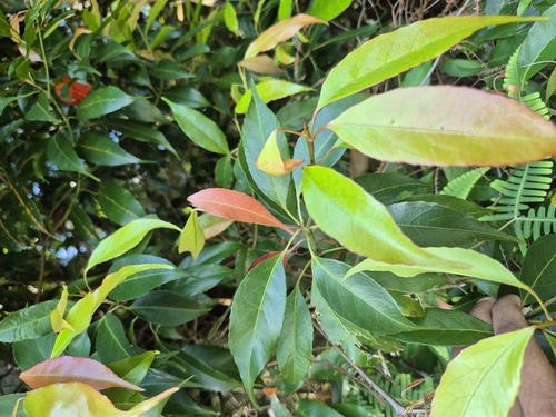 Elaeocarpus mastersii observed 2025-08-25