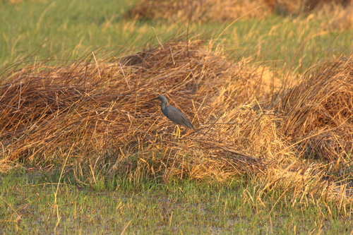 iNaturalist image