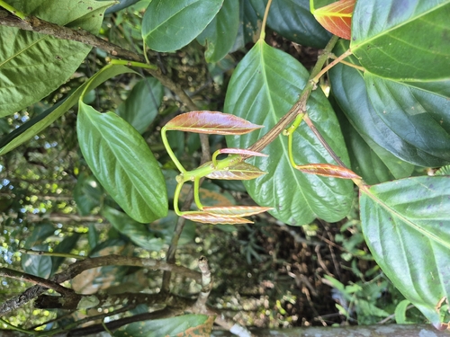 Elaeocarpus petiolatus observed 2025-08-25