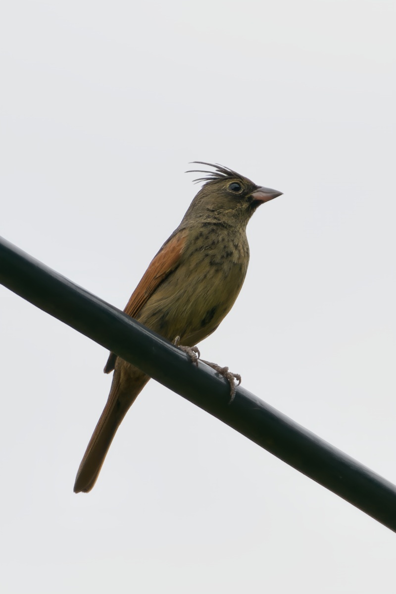 Crested Bunting