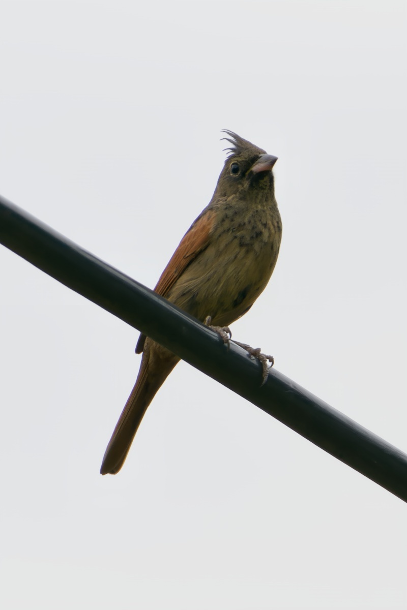 Crested Bunting