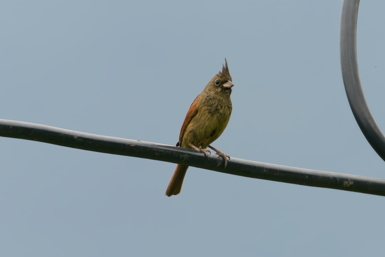 Crested Bunting