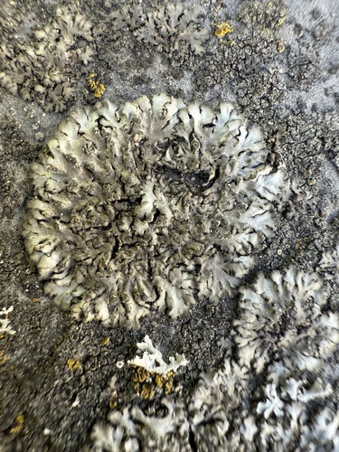 Kreisförmige Schwielenflechte