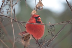 Cardinalis cardinalis