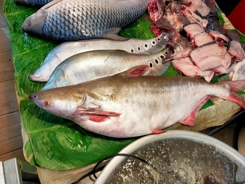 Basa catfish (Pangasius bocourti) — Pangasiidae — 3