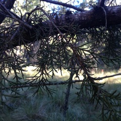 Juniperus deppeana deppeana