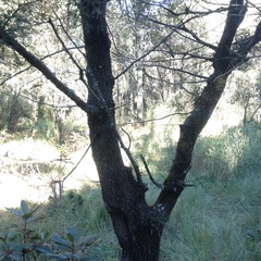 Juniperus deppeana deppeana
