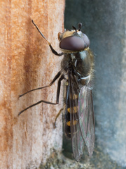 Melangyna lasiophthalma
