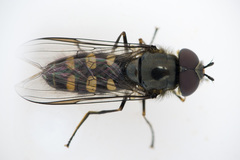 Melangyna lasiophthalma