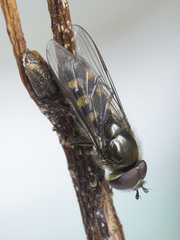 Melangyna lasiophthalma