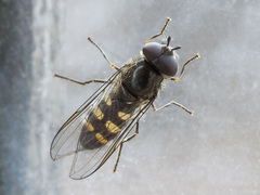 Melangyna lasiophthalma