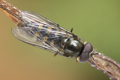 Melangyna lasiophthalma