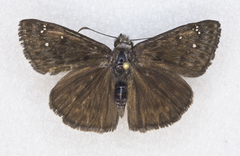 Erynnis meridianus