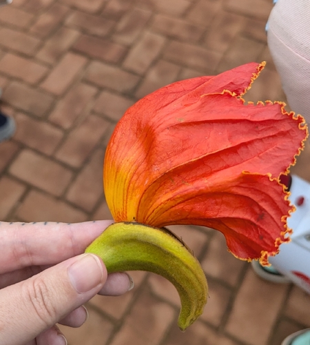 African tulip tree