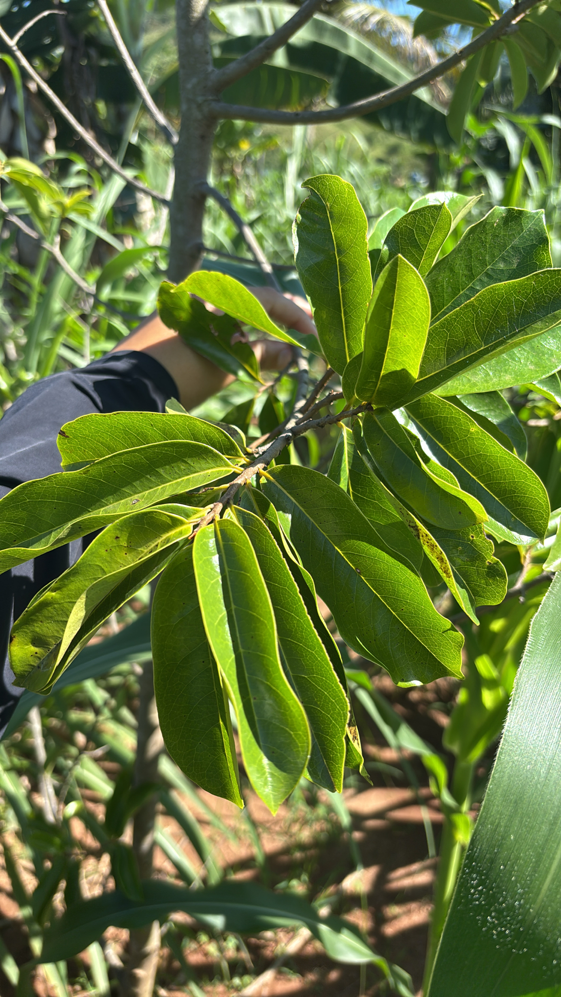 Annona muricata
