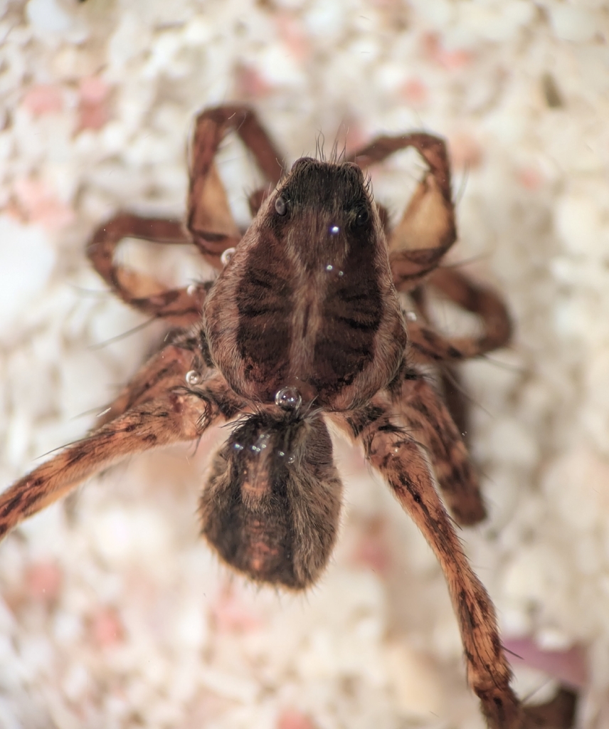 Pardosa confusa